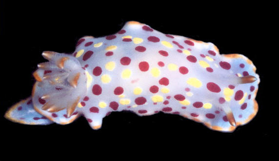 Chromodoris norrisi